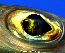 Eye of a Stingfish at Brother Islands, still standing clo... by André Elbing 